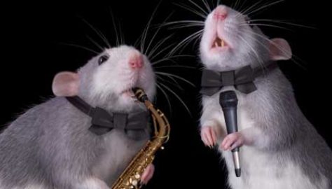 rat_playing_sax